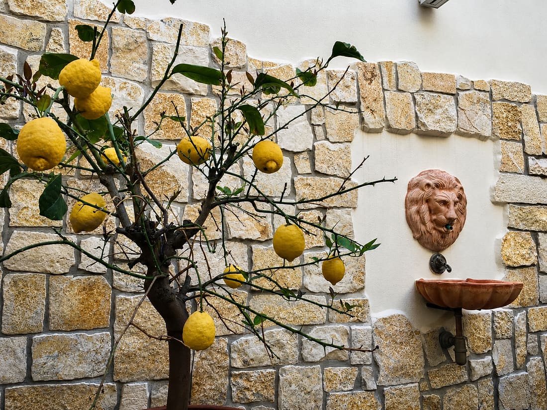 Limone in vaso e fontanella